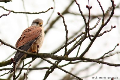 Common kestrel