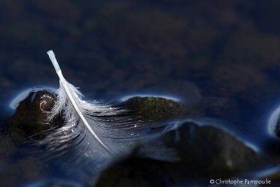 Feather and water