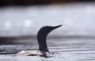 Red-throated diver