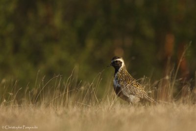 European golden plover