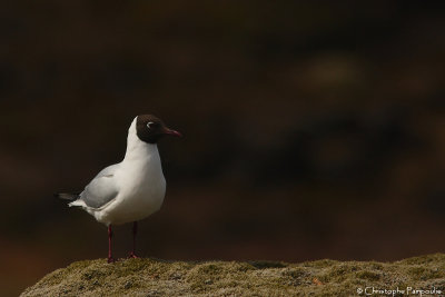 Common black-headed gull