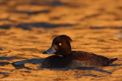 Tufted duck