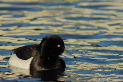 Tufted duck