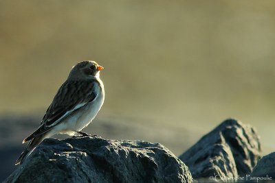 Snow bunting