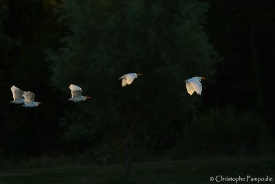 Western cattle egret