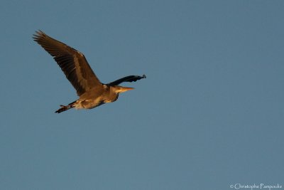 Grey heron*