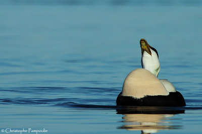 Common eider