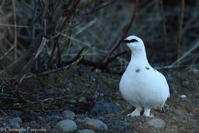 Rock ptarmigan