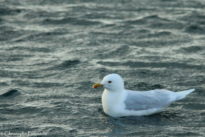 Iceland gull