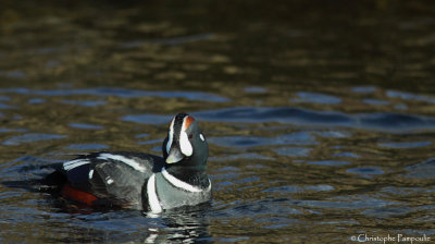 Harlequin duck