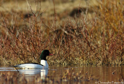 Goosander