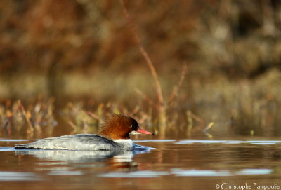 Goosander