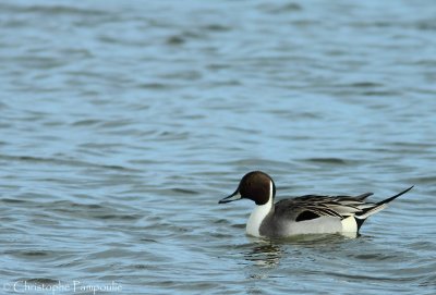 Northern pintail