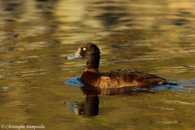 Tufted duck