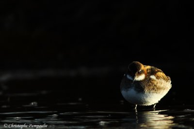 Red-necked phalarope