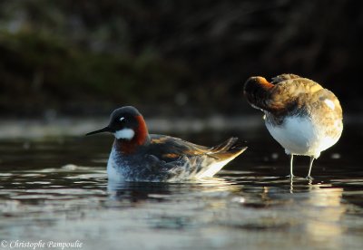 Red-necked phalarope