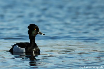 Hybrid tufted duck x ring-necked duck*