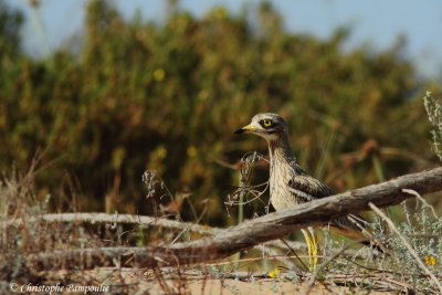 Eurasian stone-curlew