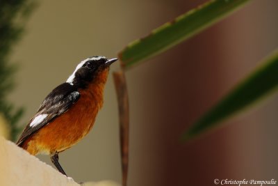 Moussier's redstart