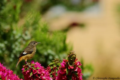 Moussier's redstart