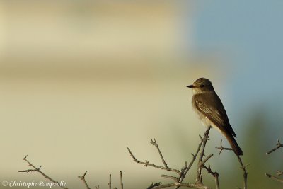 Spotted flycatcher