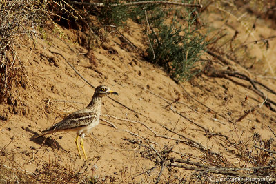Eurasian stone-curlew