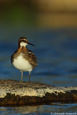 Red-necked phalarope