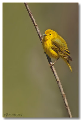 Paruline Jaune