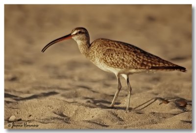 Oiseaux du Mexique