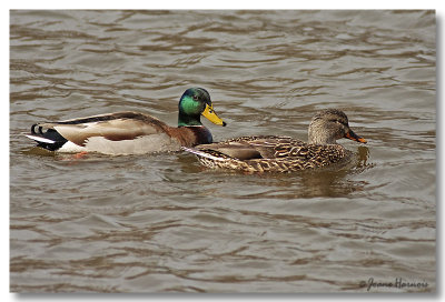 M. et Mme Colvert