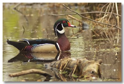 canard branchu