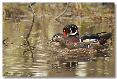 canard branchu
