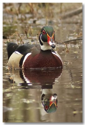 canard branchu
