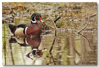 canard branchu