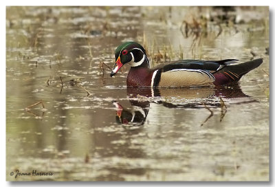 Canard Branchu