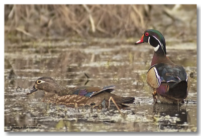 Canard Branchu
