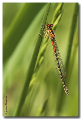 Demoiselle [Leste tardif]