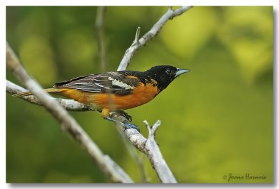Oriole