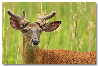 Cerf de Virginie