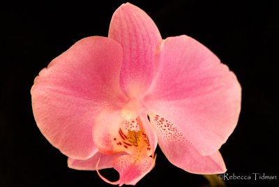 Orchid 1