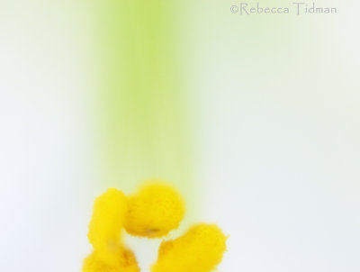 The Line to Yellow