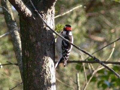 Downy woodpecker Jan10.JPG