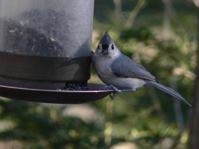 Tufted titmouse with seed.JPG