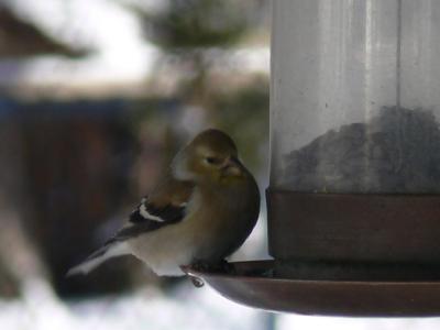 Goldfinch