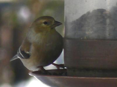 Goldfinch 2