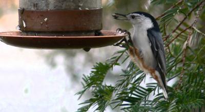 Nuthatch