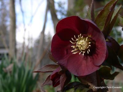 Helleborus orientalis - Lenten rose