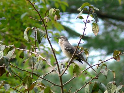 Mockingbird singing