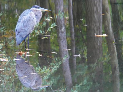 Great Blue Heron juvenile