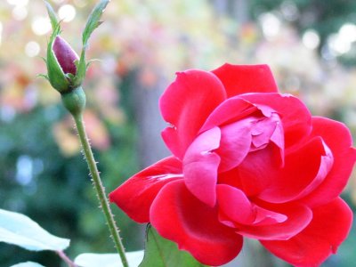 Double Knockout rose in late fall